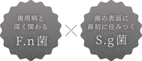 歯周病と深く関わるF.n菌×歯の表面に最初に住みつくS.g菌
